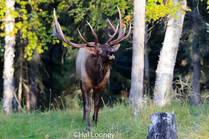 Bull Elk, Prince Albert NP, Saskatchewan 2