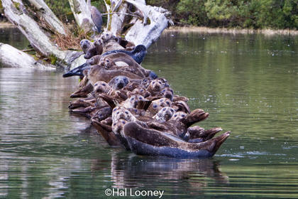 Harbor Seals, Great Bear Rainforest, BC