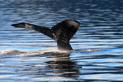 Whale Tail, Prince Rupert