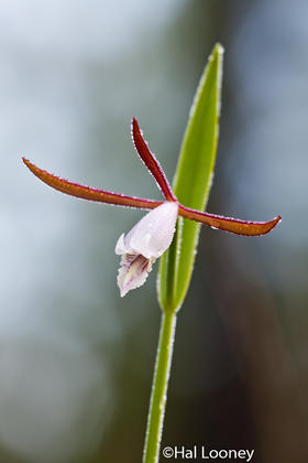 Orchid, Macro, Solon Dixon