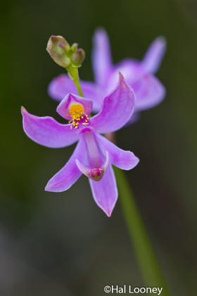 Bog Orchid, Macro, Solon Dixon