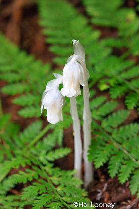_4JOD4600 Indian Pipe, Balsam Mountain Rd