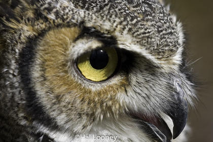 078_Owl Portrait Virginia Wildlife Center